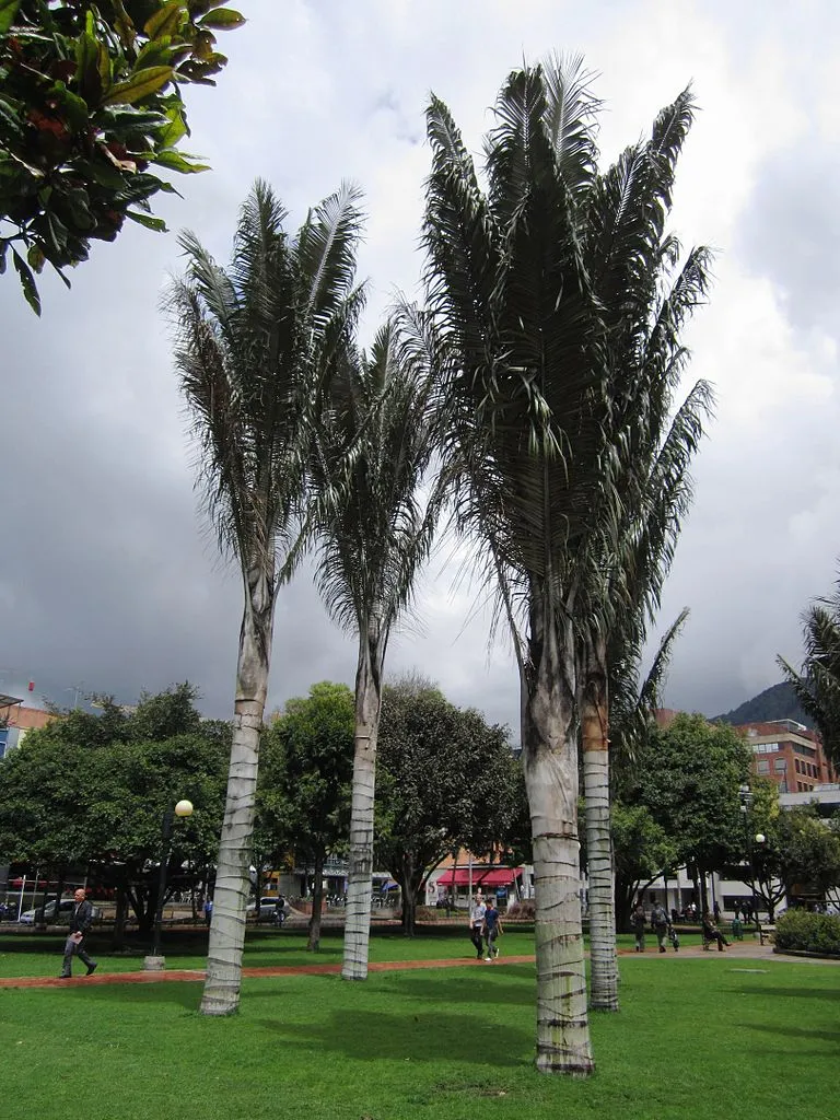 palmeras