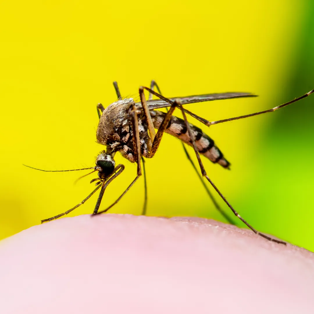 mosquito que produce la fiebre amarilla