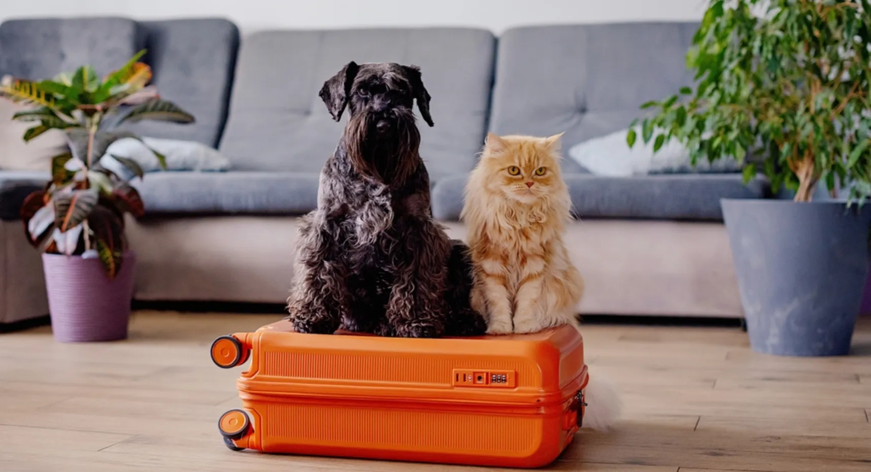 Mascotas encima de una maleta de viaje